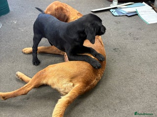 Labrador Retriever dogs - Advert 13