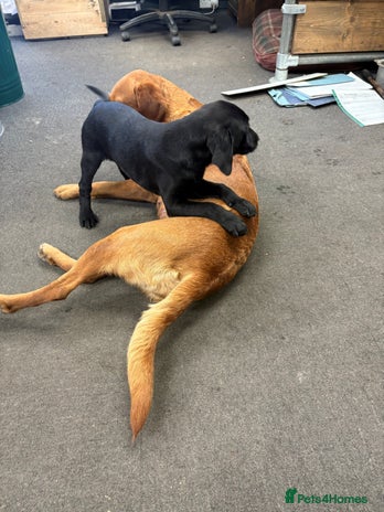 Labrador Retriever dogs - Advert 1