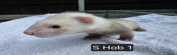 Ferret rodents for sale: Full, Semi & Half Angora Kits - Advert 6