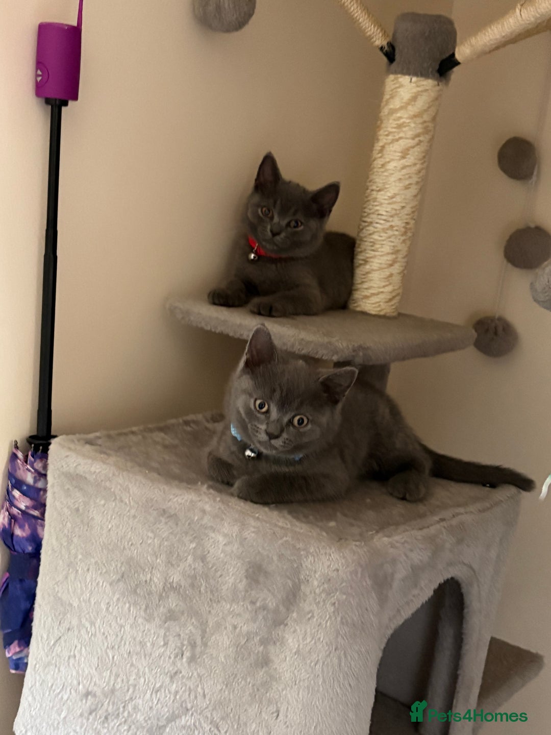 British Shorthair cats for sale: British shorthair  - Image 6