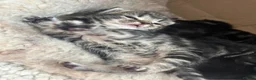 Mixed Breed cats for sale: Beautiful kittens  in Woking - Advert 25