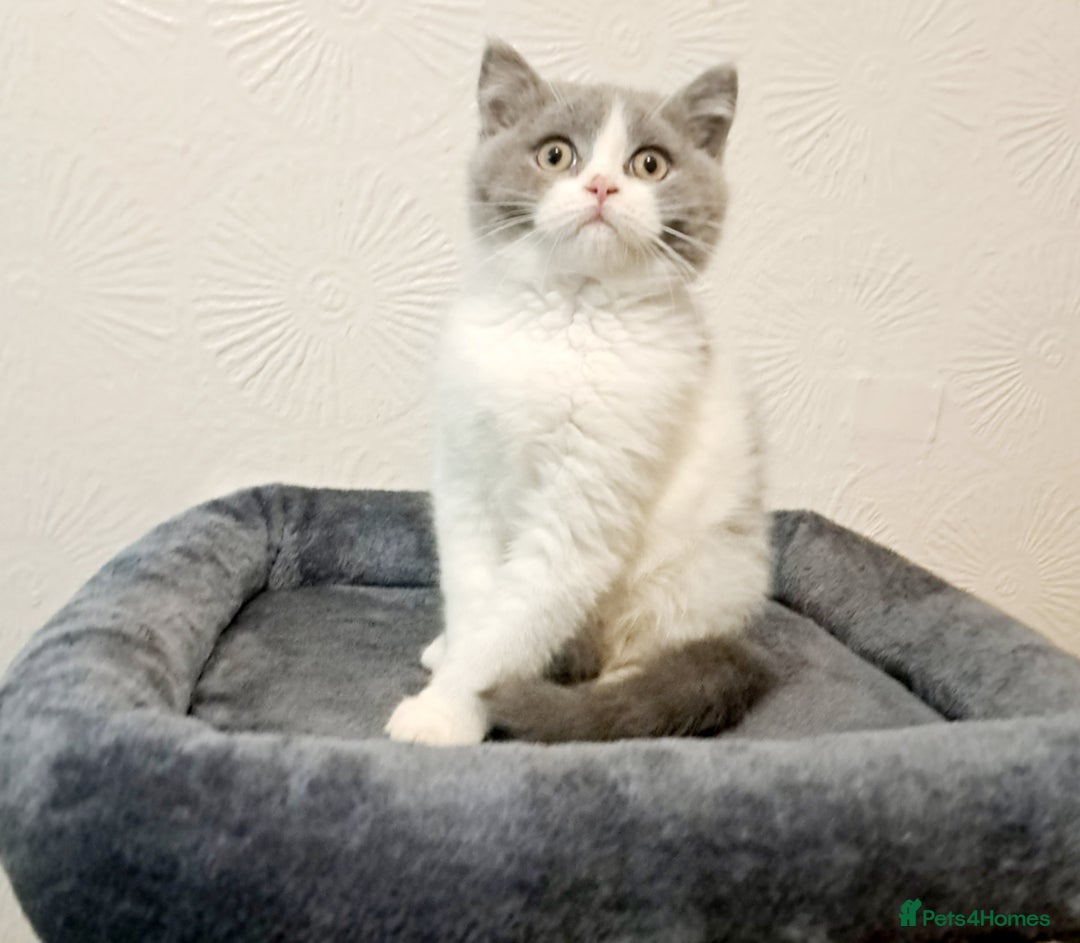 British Shorthair cats for sale: Gorgeous Blue Bicolour British Shorthair Male - Image 8