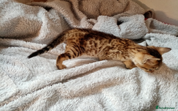Mixed Breed cats for sale: Lovely Ginger and Rosetted Kittens - Image 23