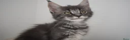 Maine Coon cats for sale: READY FOR COLLECTION  TICA registered kittens - Advert 20