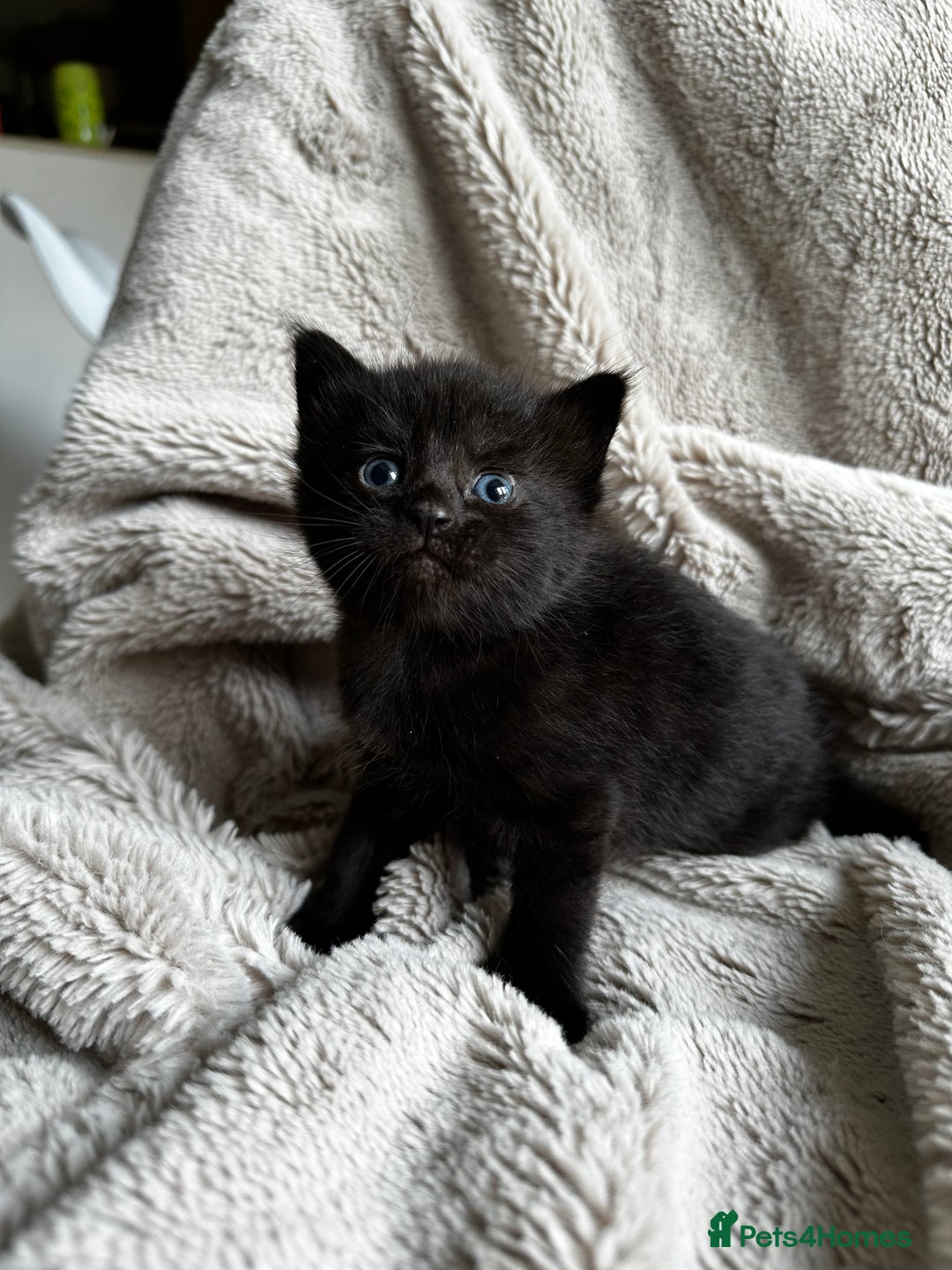 Mixed Breed cats for sale: Little hairballs  - Image 11