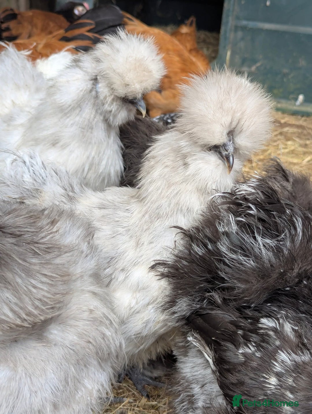 Chickens poultry for sale: Beautiful POL Pullets USA Silkies, Polish bantams  - Image 10