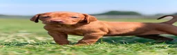 Hungarian Vizsla dogs for sale: Hungarian vizsla - Advert 8