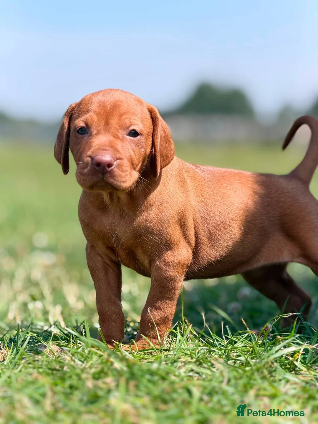 Hungarian Vizsla dogs for sale: Hungarian vizsla - Advert 8