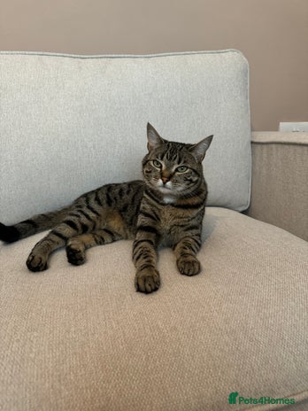 Domestic Shorthair cats in Pontypool - Advert 9