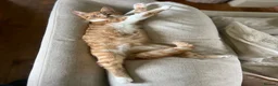 Mixed Breed cats for sale: Beautiful fluffy ginger kittens  - Advert 2