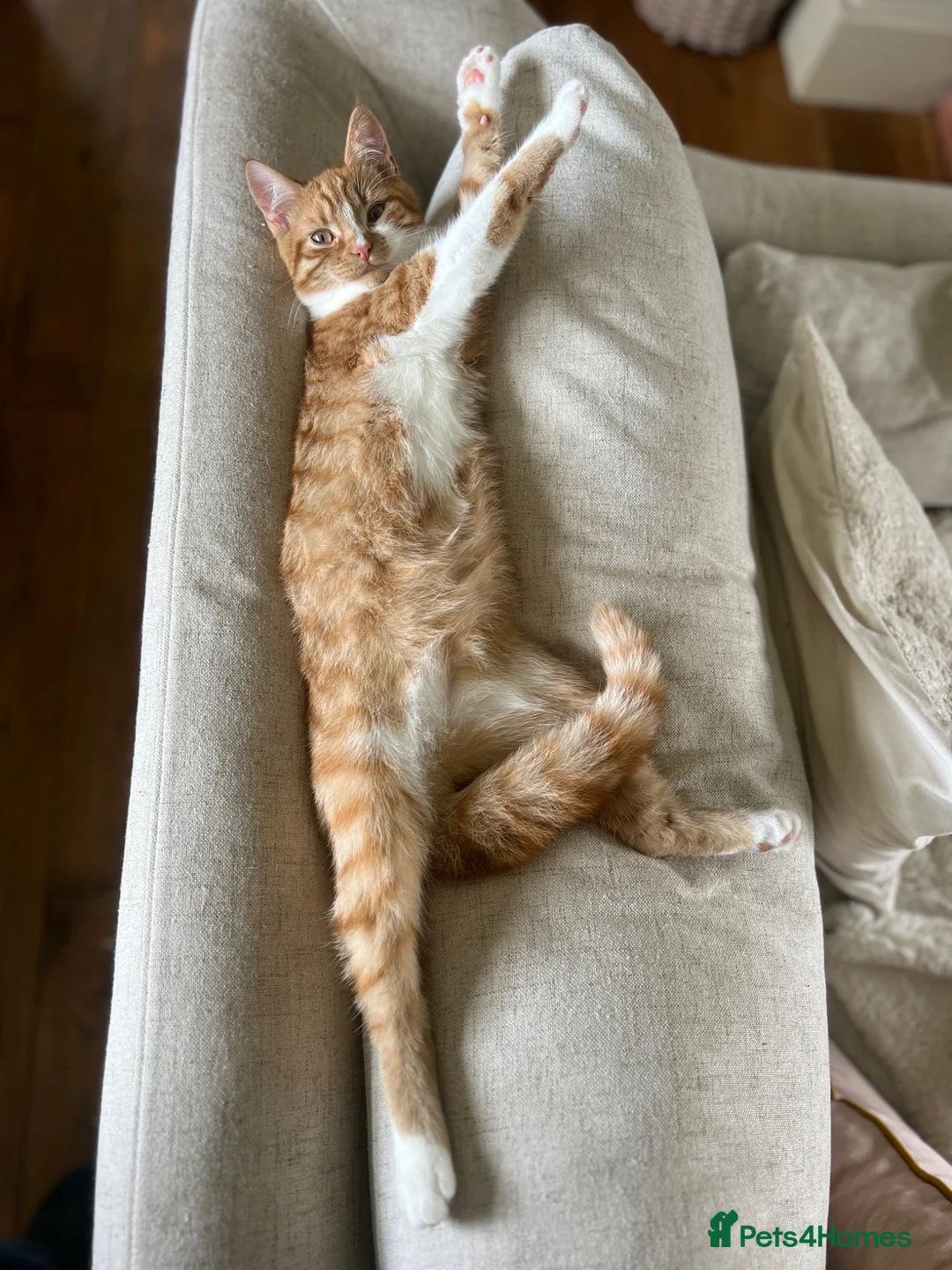 Mixed Breed cats for sale: Beautiful fluffy ginger kittens  - Advert 2