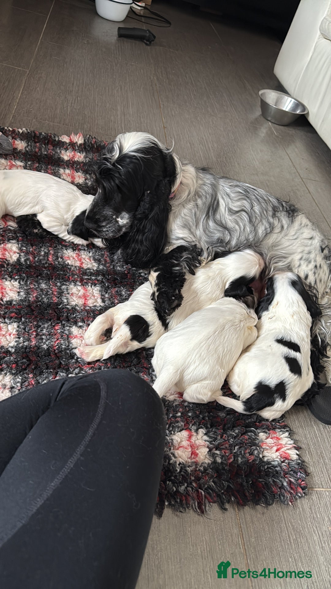 Cocker Spaniel dogs for sale: Gorgeous KC registered Show Cocker Spaniels - Image 3