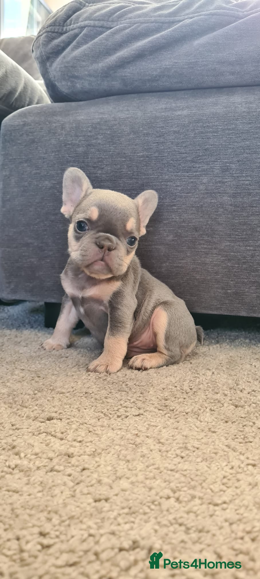 French Bulldog dogs Ready Chocolate & lilac French Bulldog puppy - Advert 1