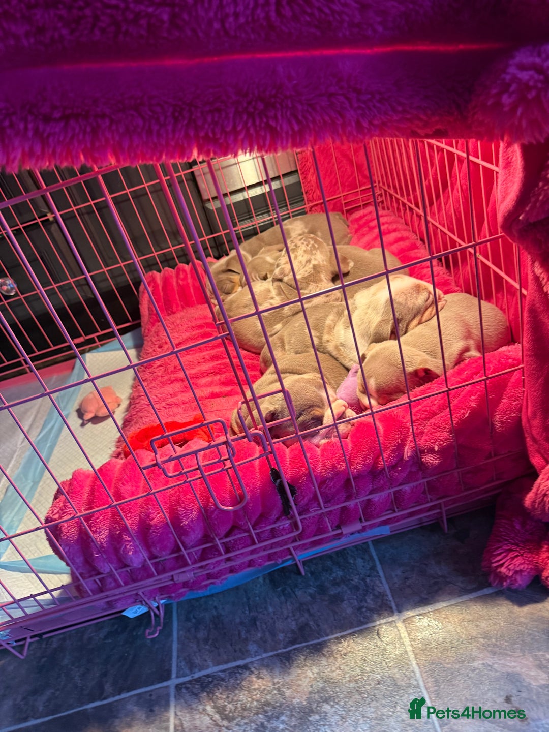 English Bulldog dogs for sale: 👑 Kingsley 👑  - Advert 4