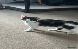 Mixed Breed cats for sale: Bonded Sisters - Image 3