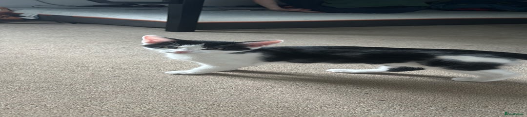 Mixed Breed Kitten 1