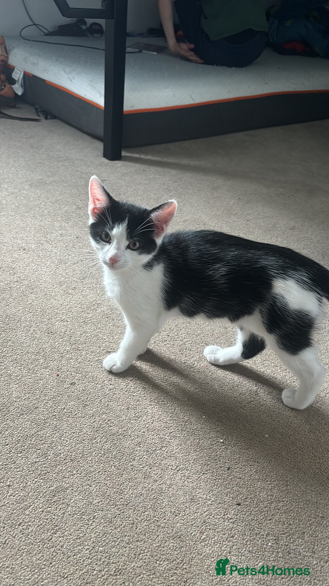 Mixed Breed cats for sale: Bonded Sisters - Image 3