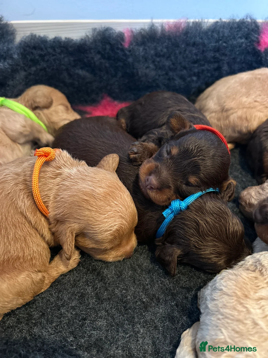 Maltipoo dogs for sale: Chocolate & tan Maltipoos (TOY!) - Advert 7