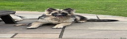 German Shepherd dogs for stud: Black and silver stud dog. Kc reg. health tested in Royston - Advert 8