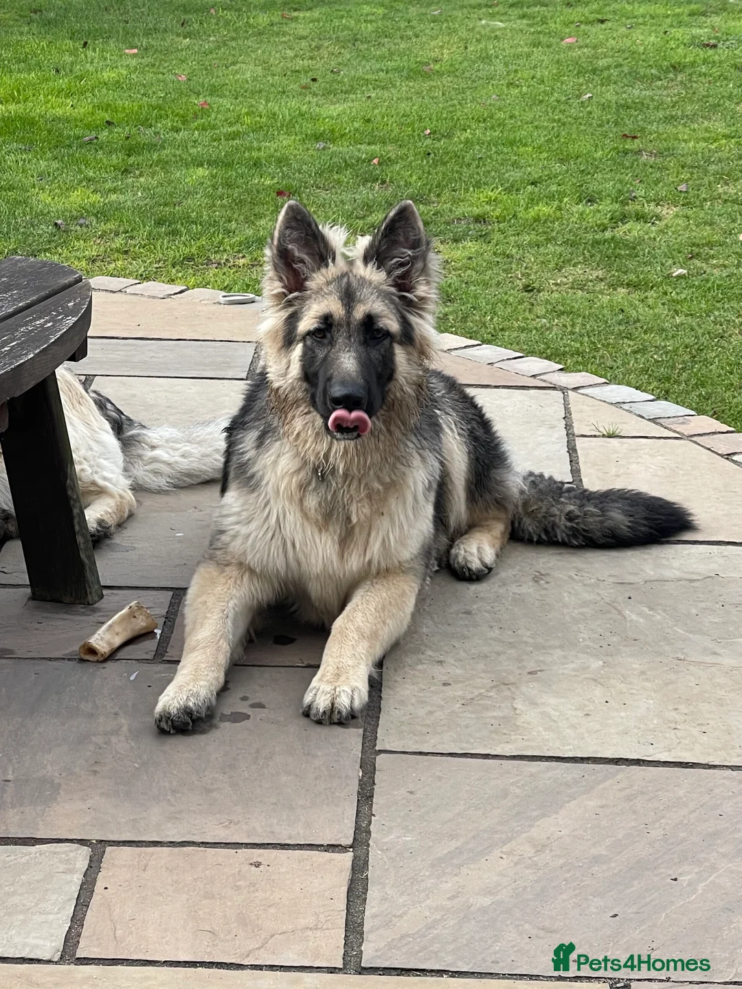 German Shepherd dogs for stud: Black and silver stud dog. Kc reg. health tested in Royston - Advert 9