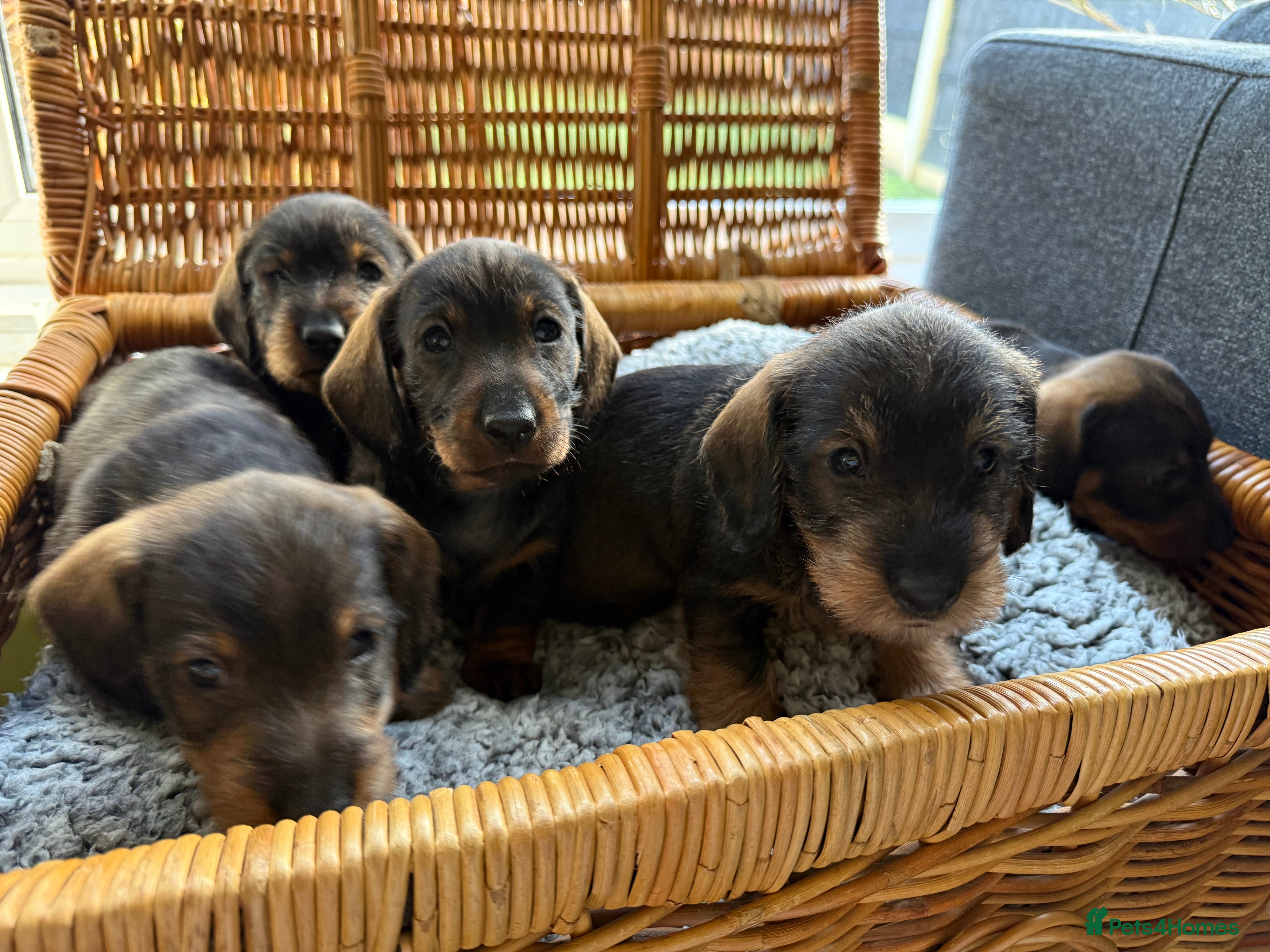 Dachshund dogs Standard Wire Haired Dachshund (3 puppies left ) - Advert 12
