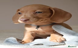 Miniature Dachshund dogs for sale: 🌟5StarsLicense+Holistic+KC+VetCheck+PRAClear - Image 23