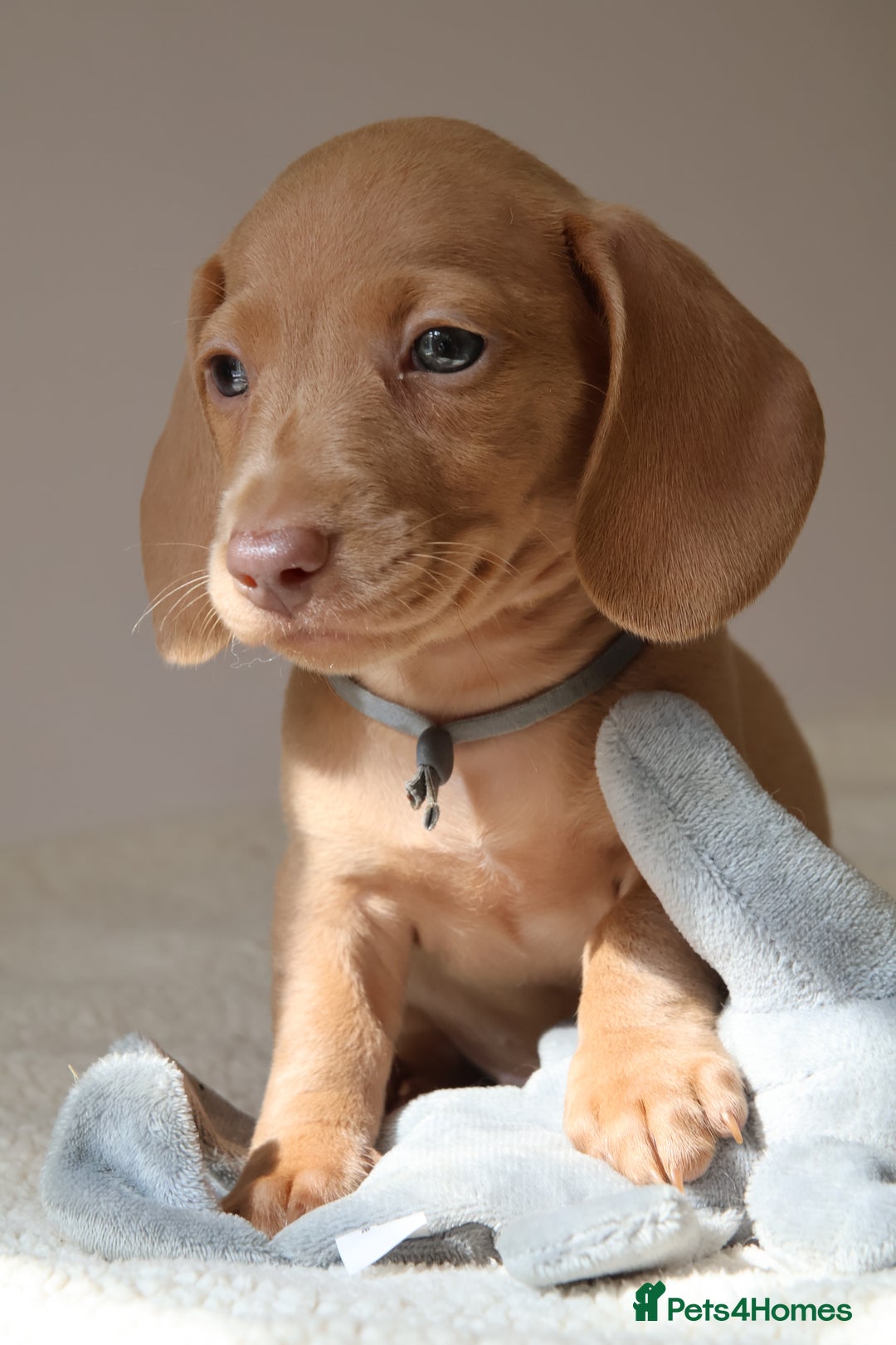 Miniature Dachshund dogs for sale: 🌟5StarsLicense+Holistic+KC+VetCheck+PRAClear - Image 23