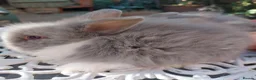 Lionhead rabbits for sale: PUREBRED DOUBLE/TEDDY LION HEAD BABIES  - Advert 3