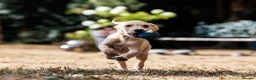 Labrador Retriever dogs for sale: QUALITY COMPETITION PROSPECT in Gloucester - Advert 3