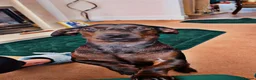 Dachshund dogs for stud: Dog To Stud  in Manchester - Advert 2