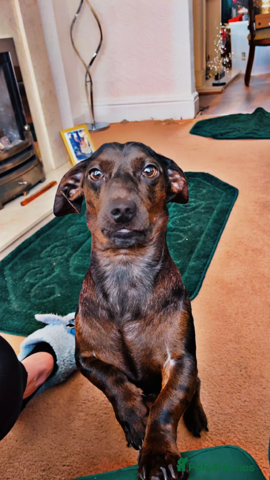 Dachshund dogs for stud: Dog To Stud  in Manchester - Advert 2