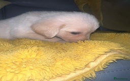 Goldador dogs for sale: GOLDADOR PUPPIES - Image 13