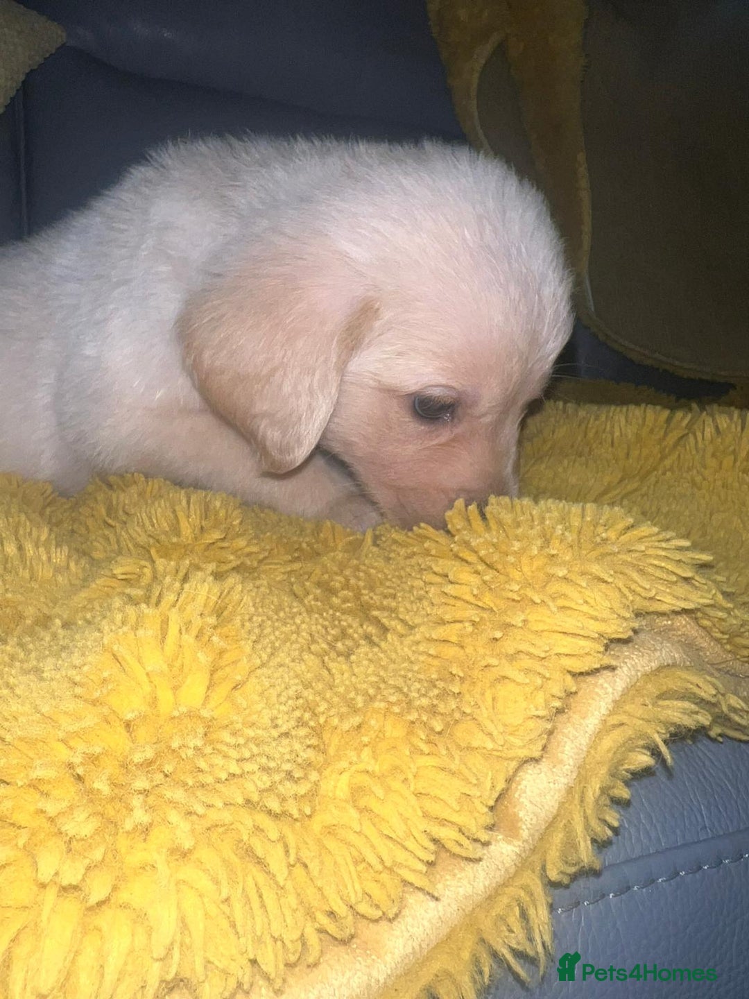 Goldador dogs for sale: GOLDADOR PUPPIES - Image 13