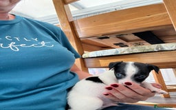 Jack Russell dogs for sale: Stunning little boys and girls - Image 6