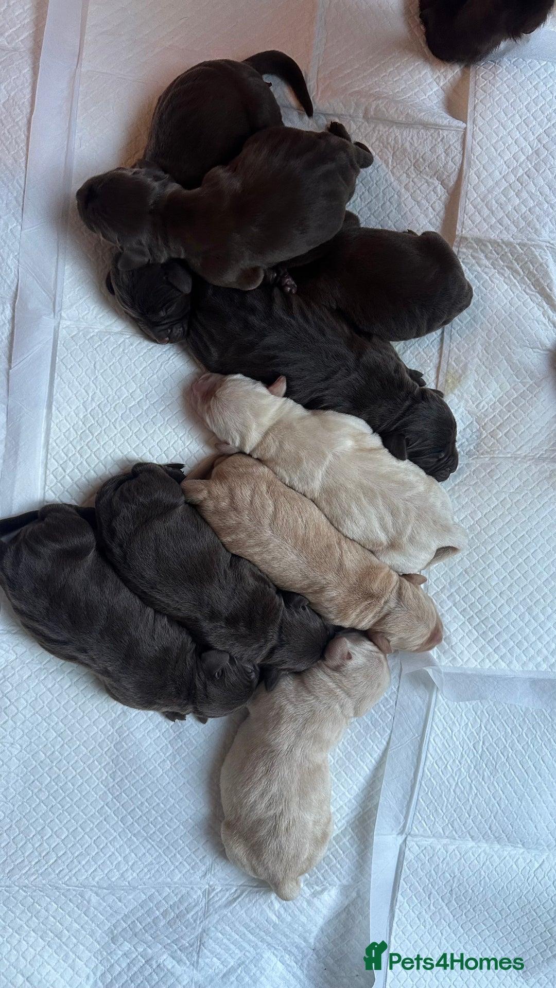 Labrador Retriever dogs for sale: 9 perfect Labrador puppies  - Advert 10