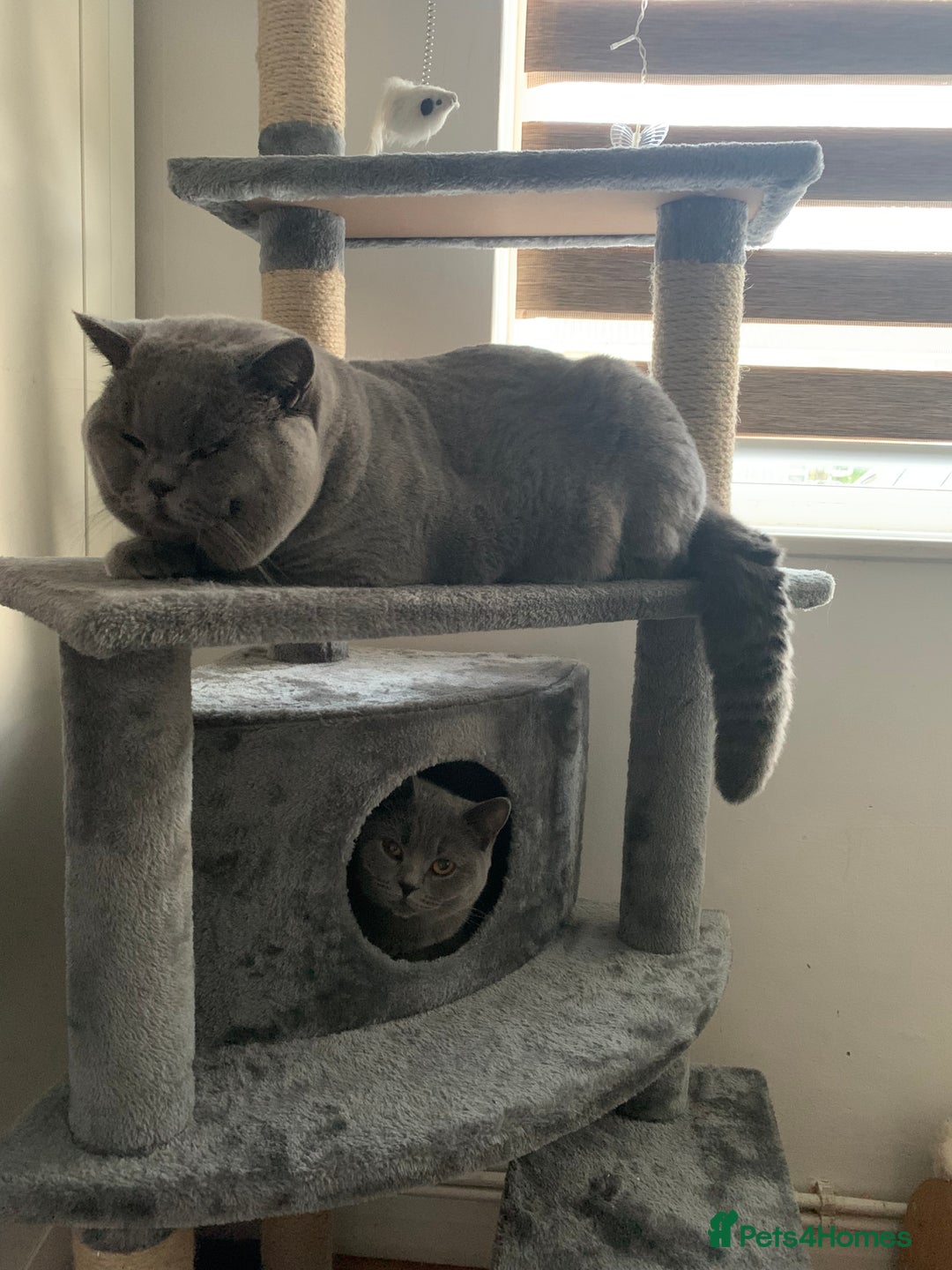 British Shorthair cats for stud: 3xB BIG BSH BOY 7kg  - Image 4
