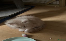 Maine Coon cats for sale: Maine coon kittens - Image 4