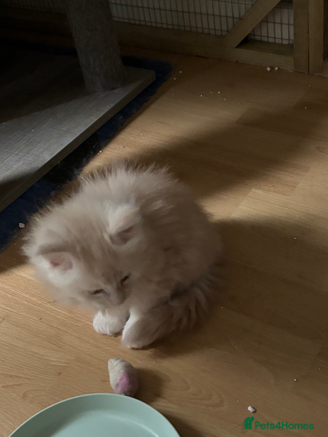 Maine Coon cats for sale: Maine coon kittens - Image 4