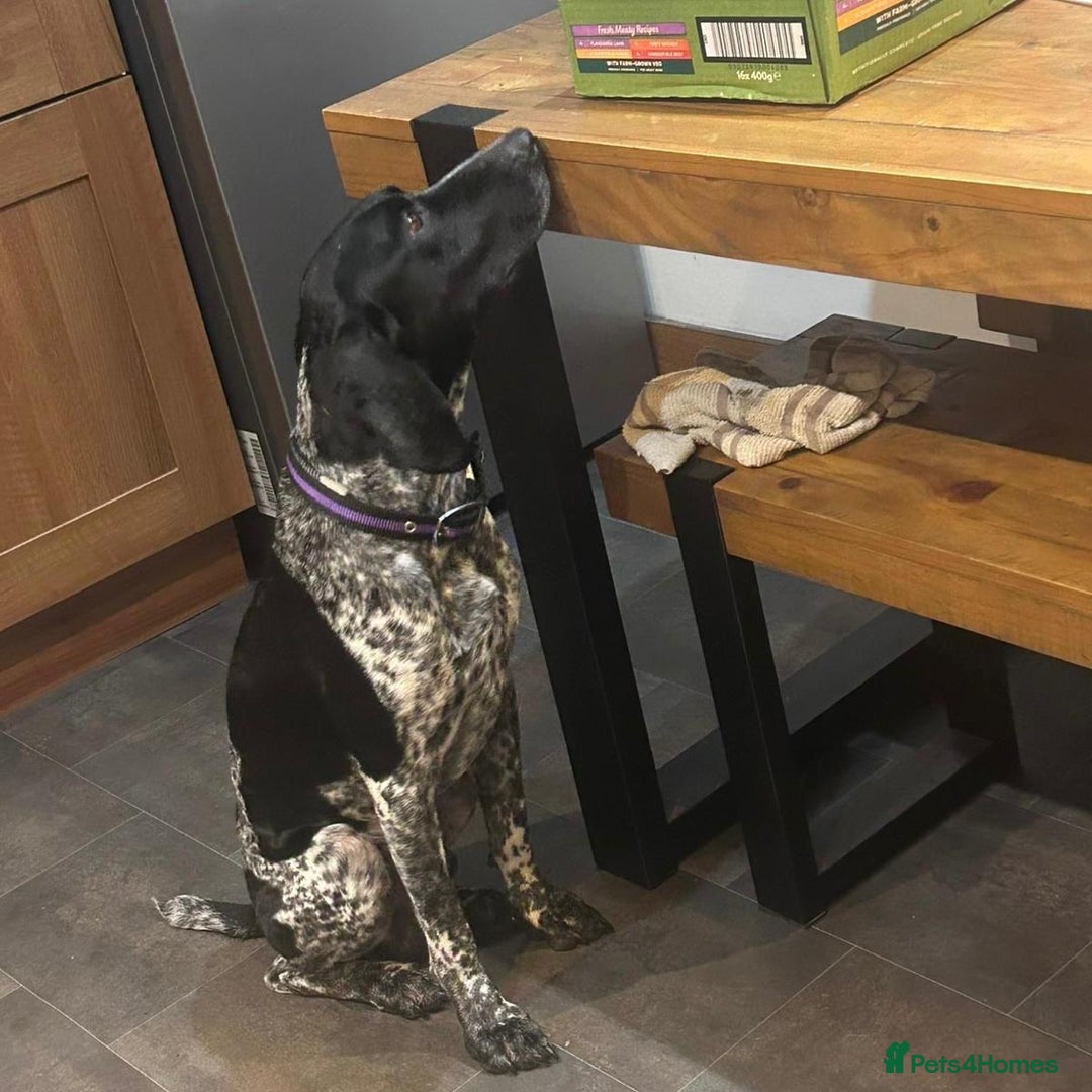 Mixed Breed dogs for adoption: Bracken (German Pointer mix) - Advert 5