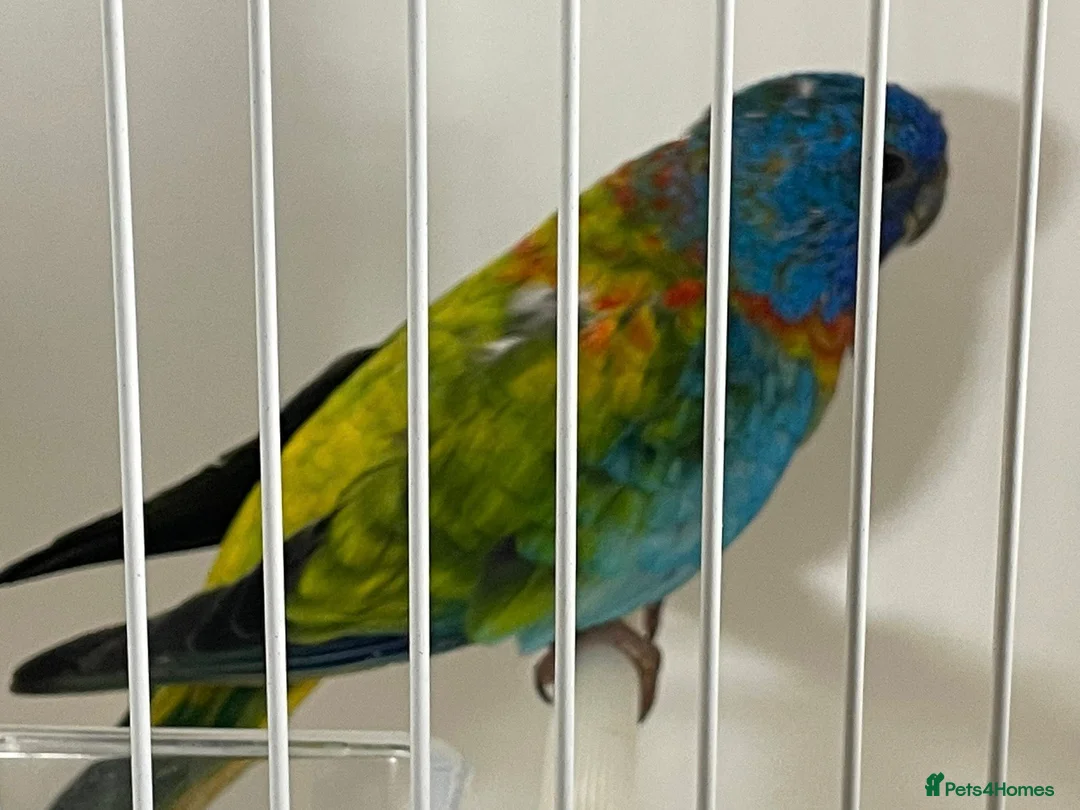 Parakeets birds for sale: Proven pair of Splendids - Advert 6
