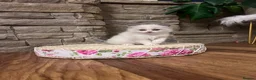 Ragdoll cats for sale: Outstanding reg female bicolour ragdoll kitten  in London - Advert 13