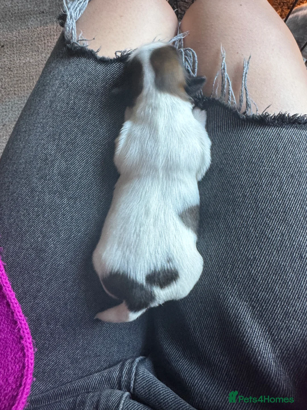 Lhasa Apso dogs for sale: KC registered pups - show quality!! - Advert 9