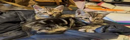 Mixed Breed cats for sale: Gorgeous Kittens Ready for their new homes now.  - Advert 5