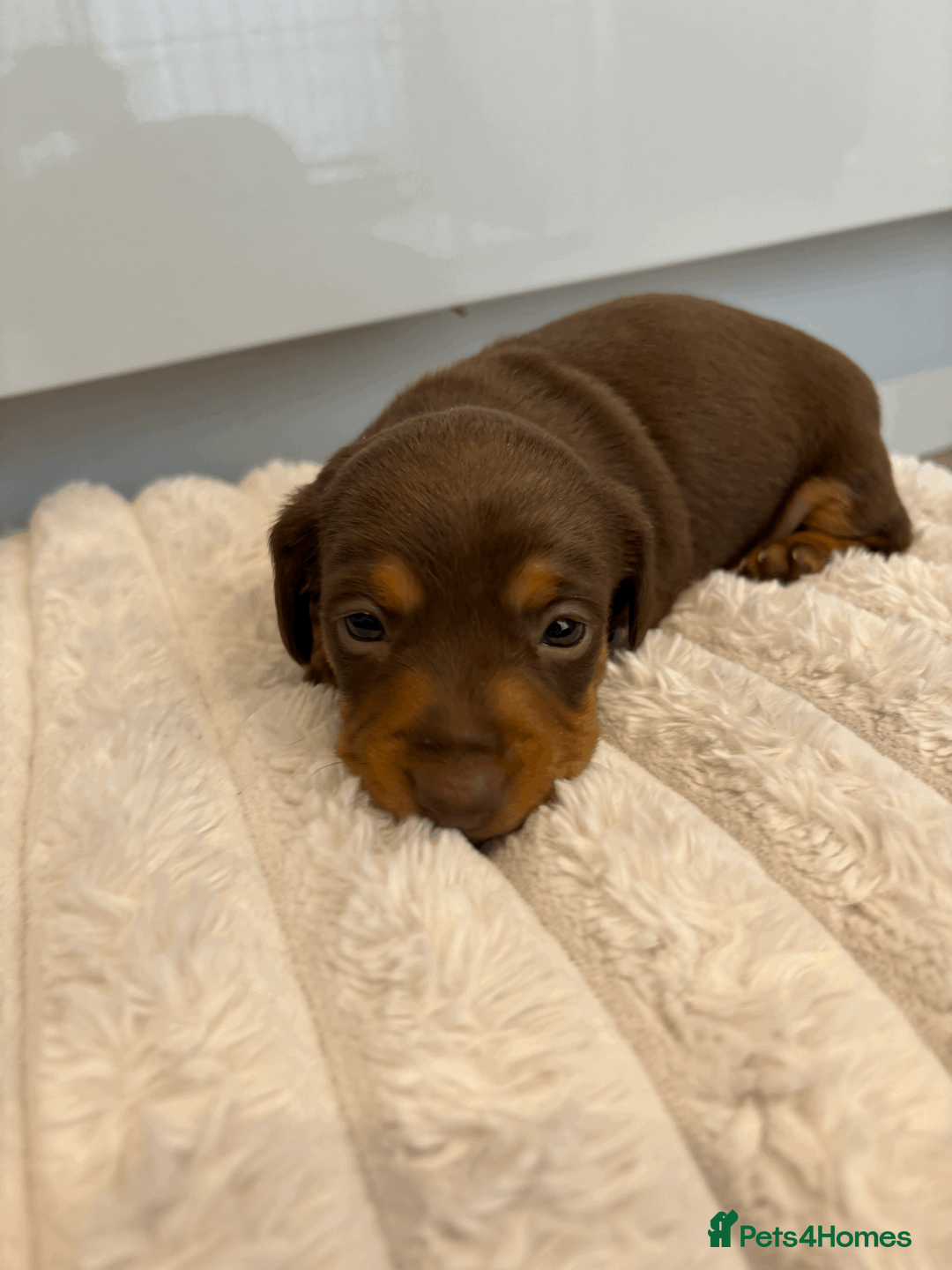 Miniature Dachshund dogs for sale: 2 Miniature Daschund's for sale - Advert 2