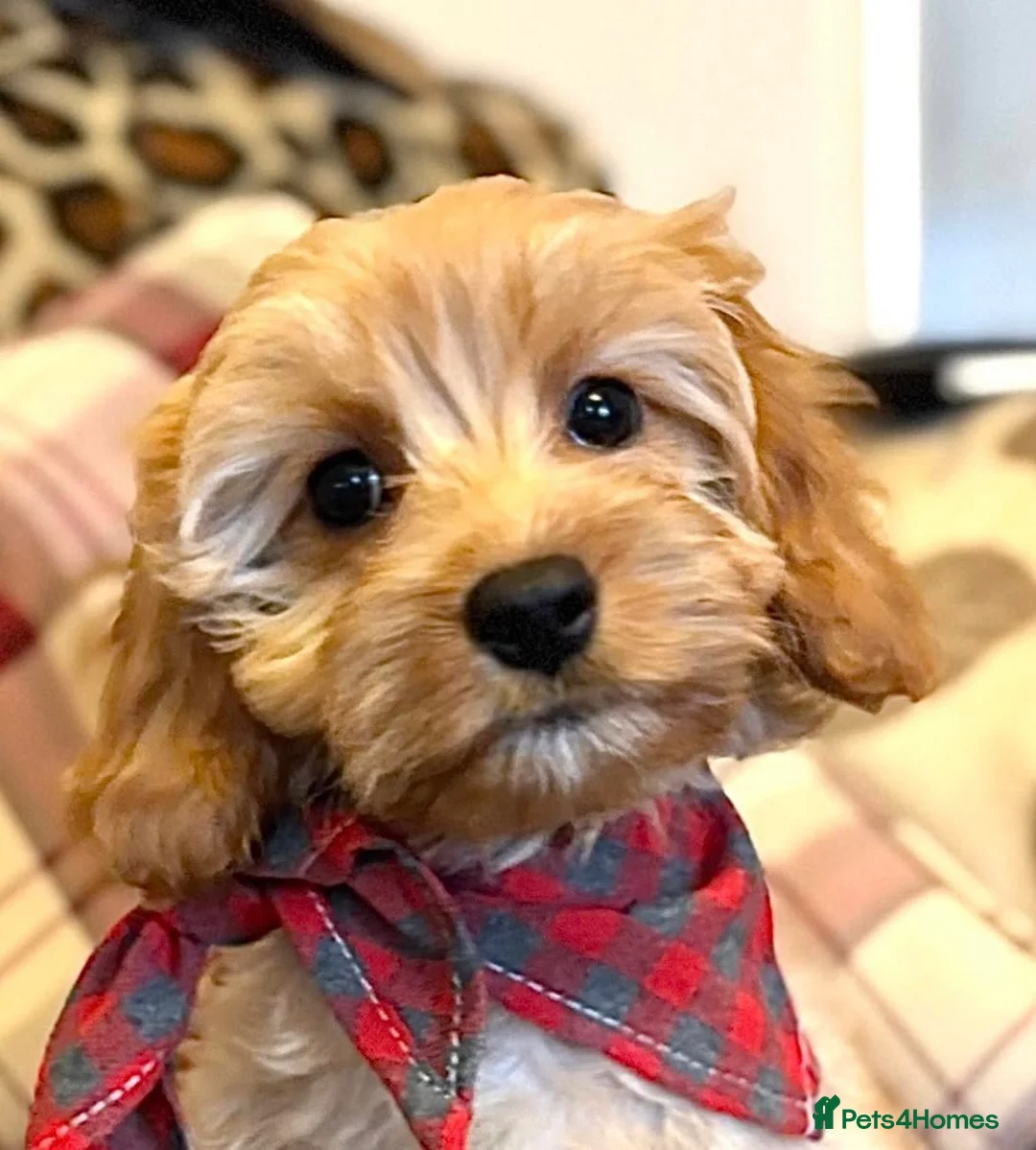Cavapoo dogs for sale: F1b Golden Cavapoos  - Advert 1