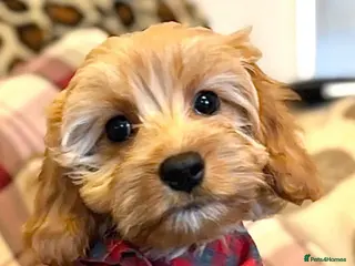 Cavapoo dogs F1b Golden Cavapoos - Advert 6