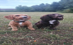 Cockapoo dogs for sale: Beautiful Cockapoo boys - Image 12
