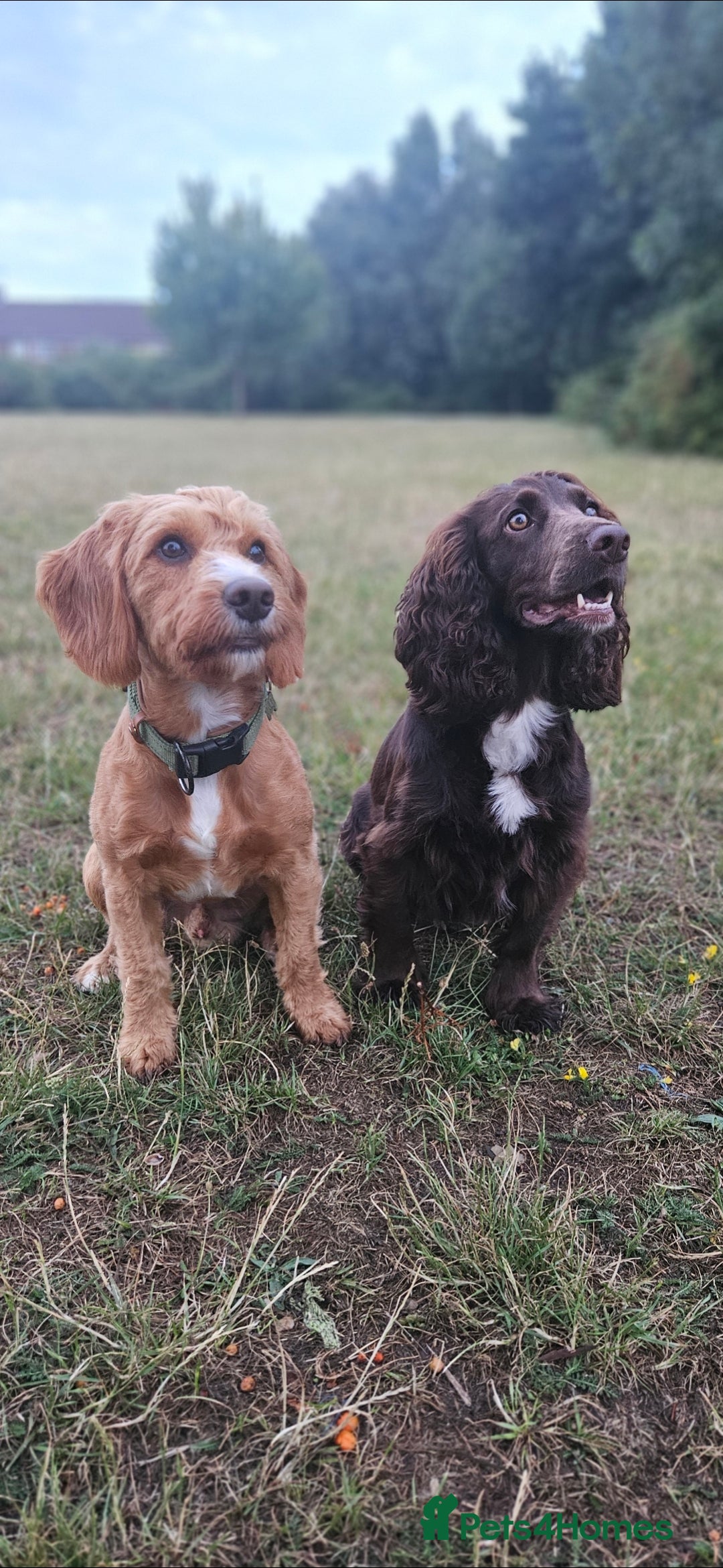 Cockapoo dogs for sale: Beautiful Cockapoo boys - Image 12