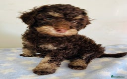 Cockapoo dogs for sale: Unique & stunning full DNA tested Cockapoo puppies - Image 27