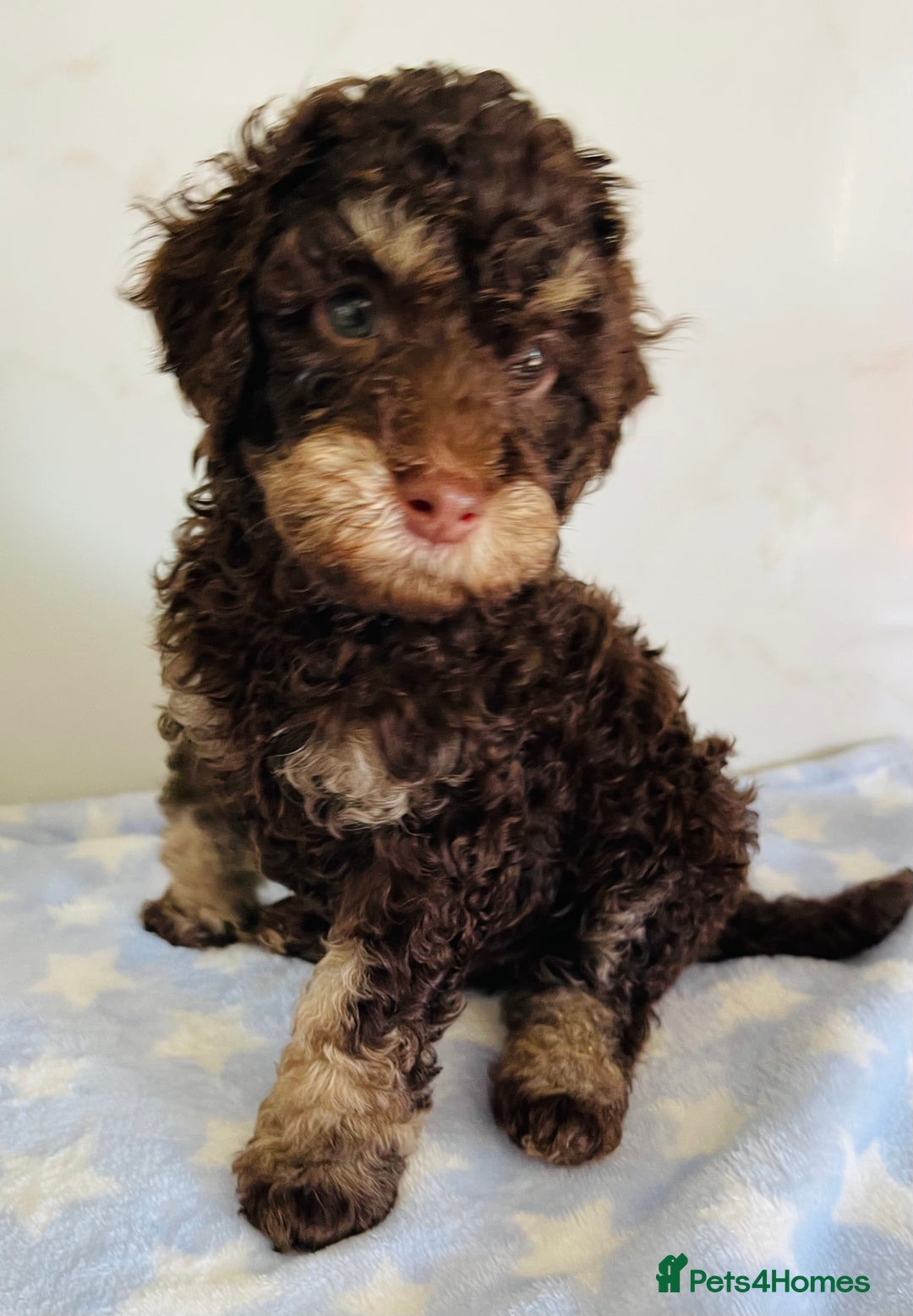 Cockapoo dogs for sale: Unique & stunning full DNA tested Cockapoo puppies - Image 27